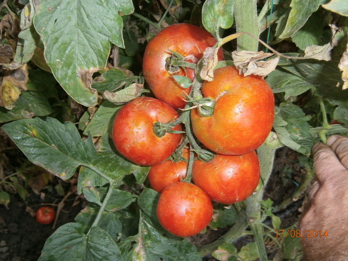 P8171348 - tomate Siriana F1 productie 2014
