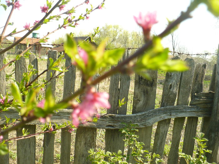 P1110941 - Gradina de la tara 2015