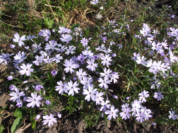 phlox subulata early spring blue - flori in gradina