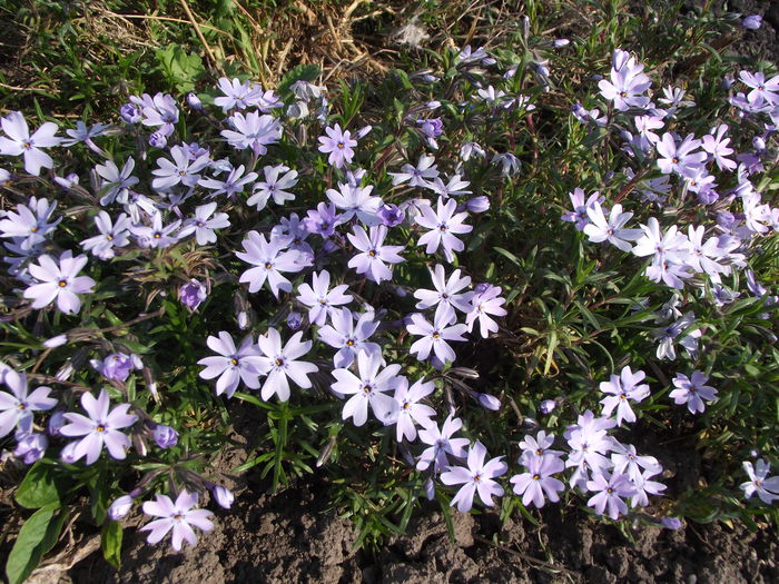 phlox blue - flori in gradina