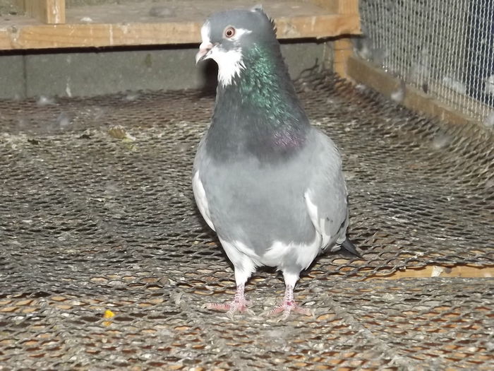 DSCF7393