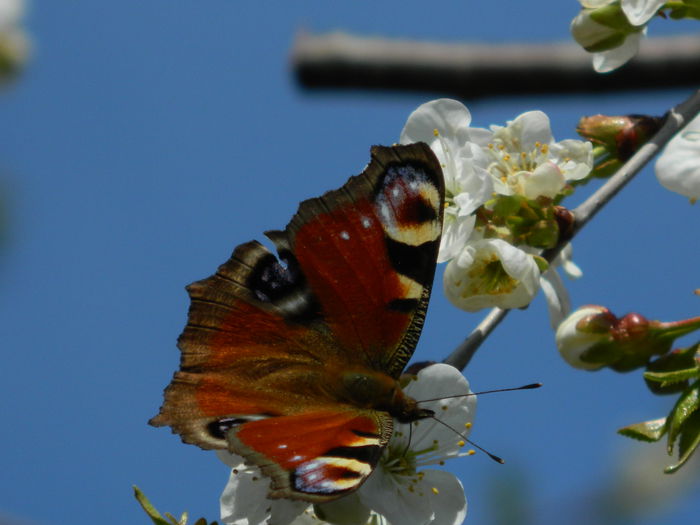 DSCN3761 - 2015_APRILIE_2