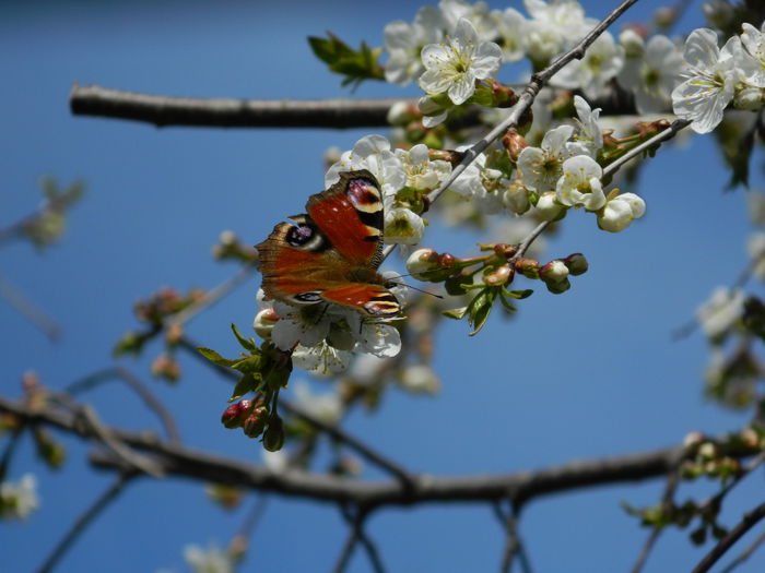 DSCN3763 - 2015_APRILIE_2