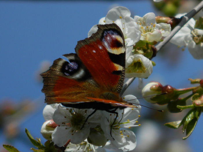 DSCN3764 - 2015_APRILIE_2