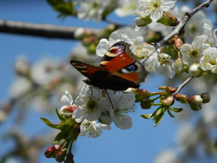 DSCN3767 - 2015_APRILIE_2