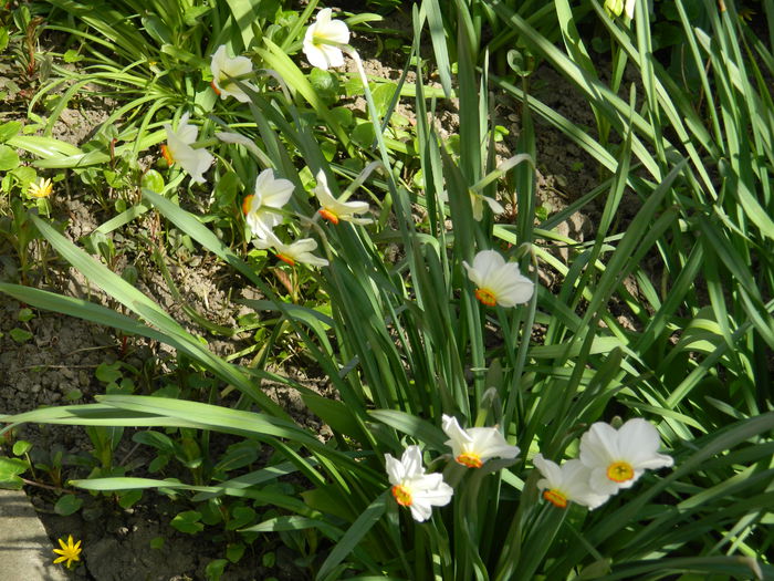 DSCN3770 - 2015_APRILIE_2