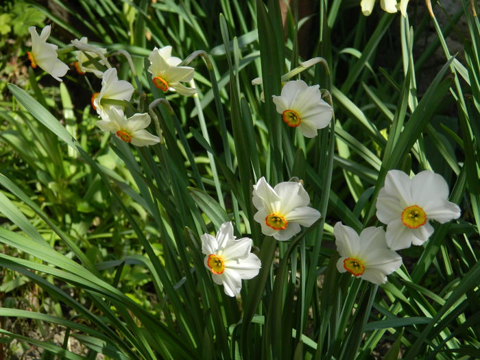 DSCN3771 - 2015_APRILIE_2