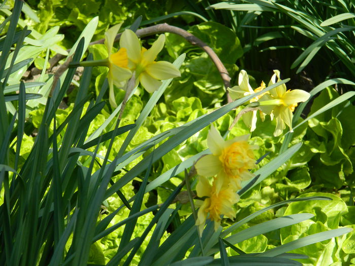 DSCN3781 - 2015_APRILIE_2