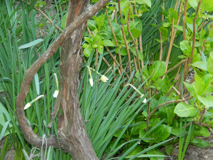 DSCN3782 - 2015_APRILIE_2