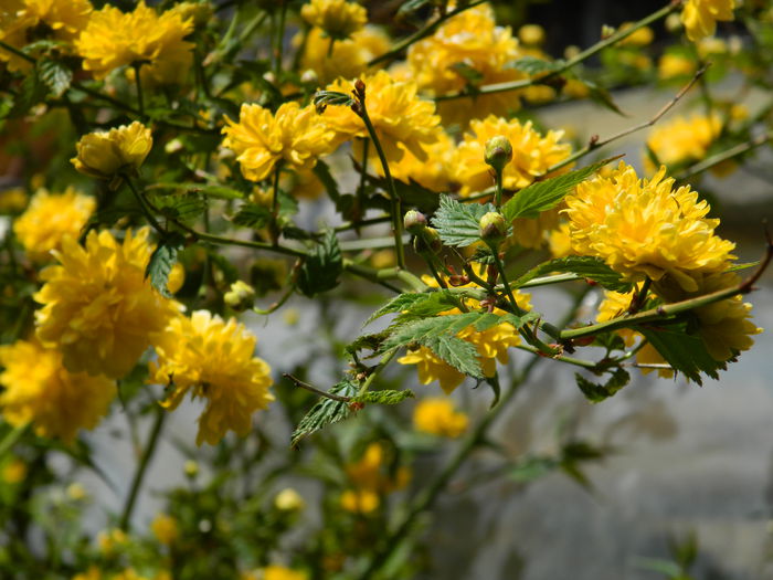 DSCN3790 - 2015_APRILIE_2