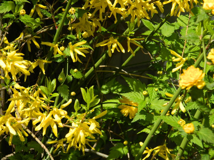 DSCN3791 - 2015_APRILIE_2