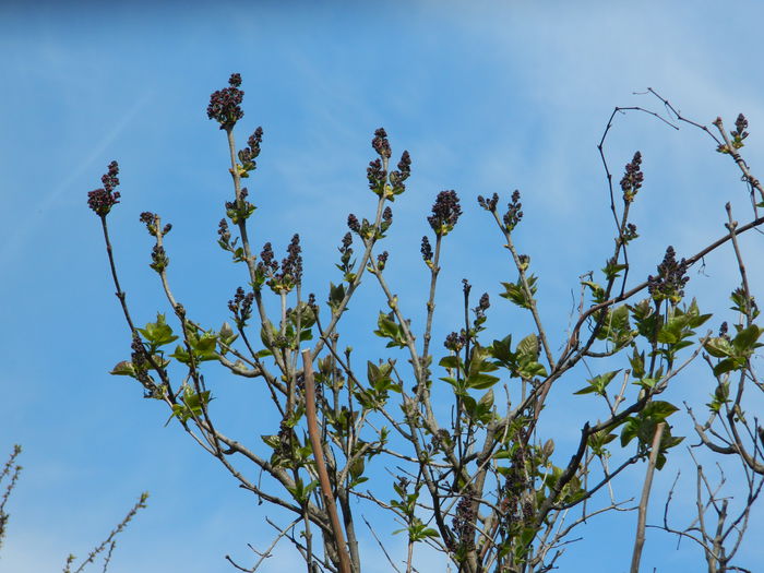 DSCN3794 - 2015_APRILIE_2