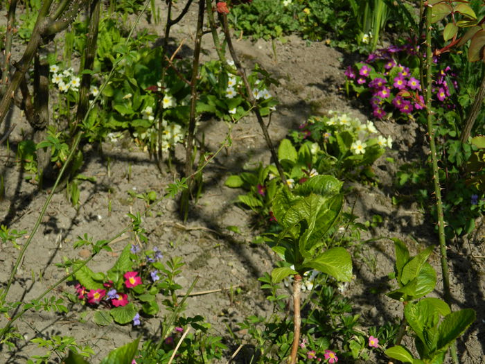 DSCN3798 - 2015_APRILIE_2