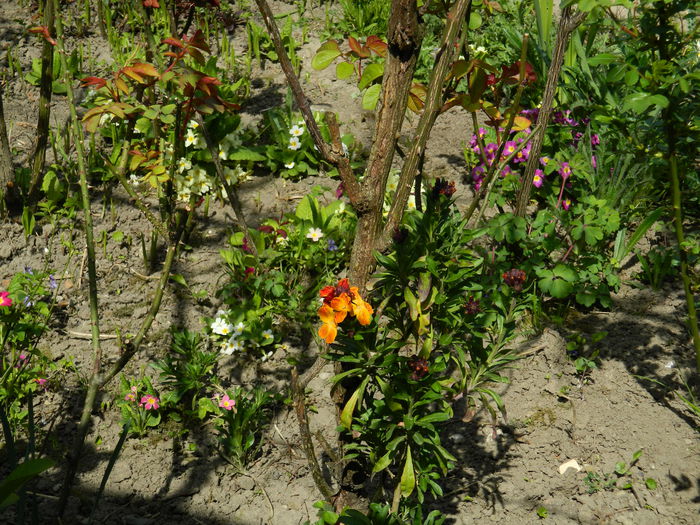 DSCN3800 - 2015_APRILIE_2