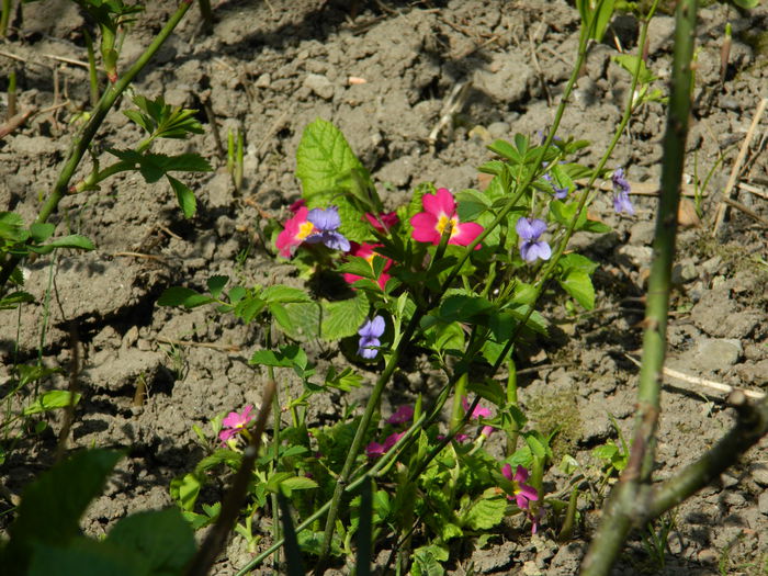 DSCN3801 - 2015_APRILIE_2