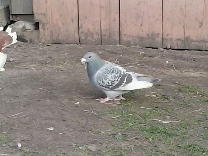 2015-04-13 18.36.24 - La liber  2015