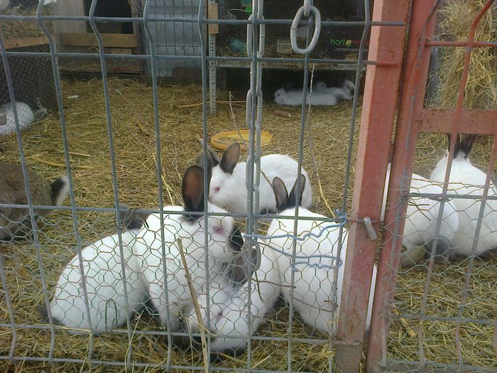 Tineret - IV IEPURI DE VANZARE IUNIE 2015