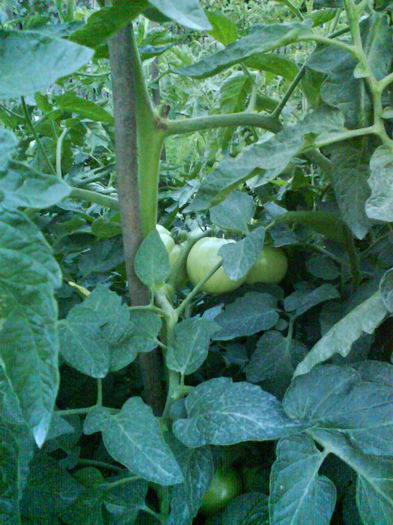 DSC02957 - tomate naslada f1 -2013