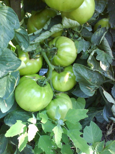 DSC02984 - tomate naslada f1 -2013