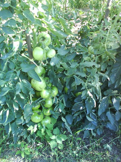 DSC02986 - tomate naslada f1 -2013