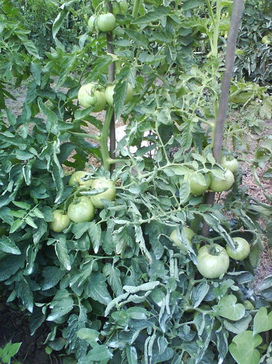 DSC02999 - tomate naslada f1 -2013