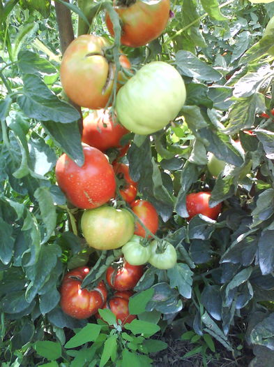 DSC03111 - tomate naslada f1 -2013