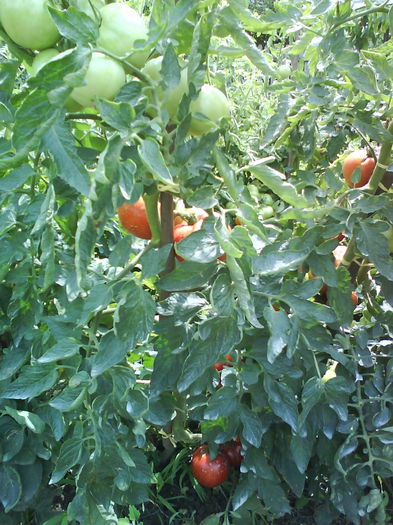 DSC03112 - tomate naslada f1 -2013