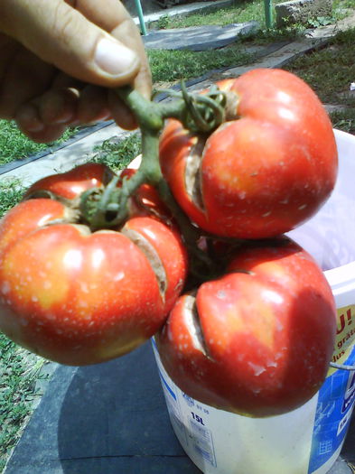 DSC03114 - tomate naslada f1 -2013