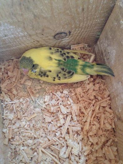 11117544_749414801840130_1850623527_n