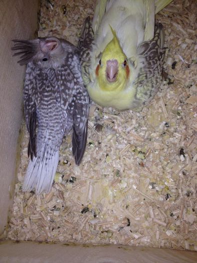 11156867_750751748373102_505347191_n