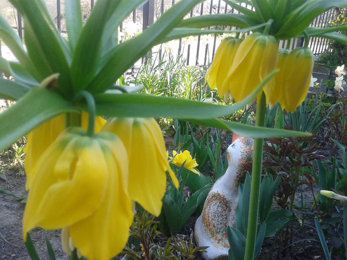 20150413_161802 - FRITILLARIA  IMPERIALIS