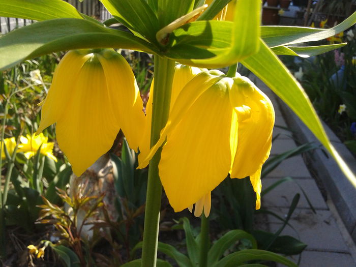 20150413_154833 - FRITILLARIA  IMPERIALIS