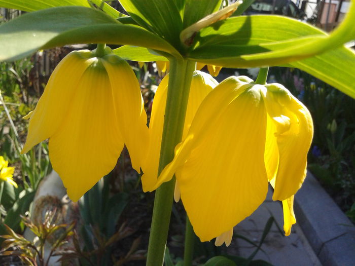 20150413_154836 - FRITILLARIA  IMPERIALIS