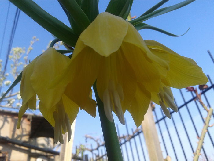 20150413_161833 - FRITILLARIA  IMPERIALIS