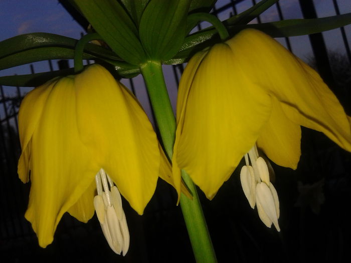 20150413_193242 - FRITILLARIA  IMPERIALIS