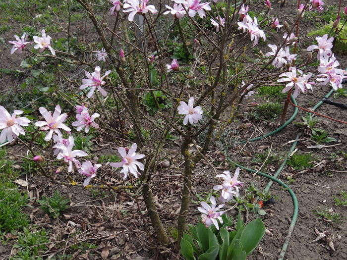 cateva flori... de magnolie - A venit Primavara