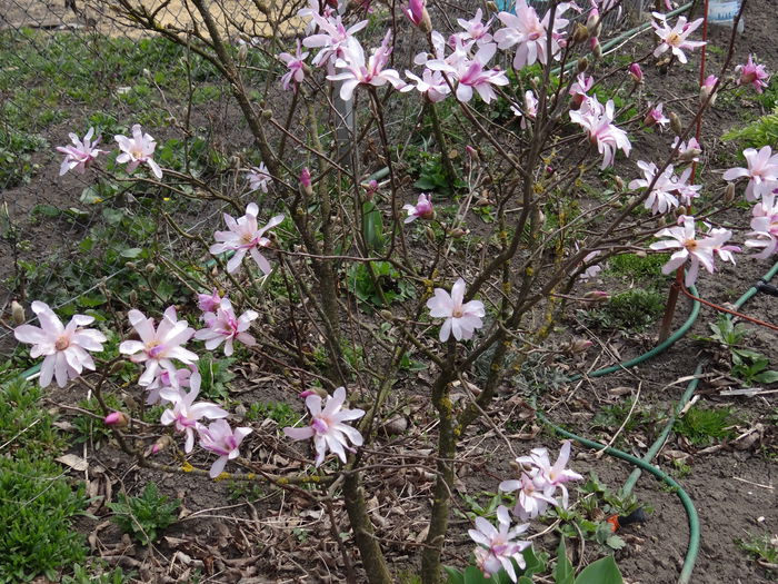 12 aprilie - magnolia stelata - A venit Primavara