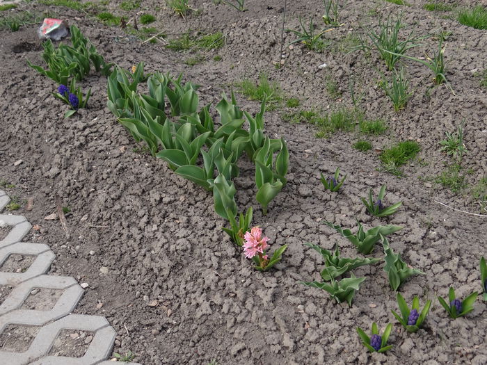 12 aprilie - mici si curajoase - A venit Primavara