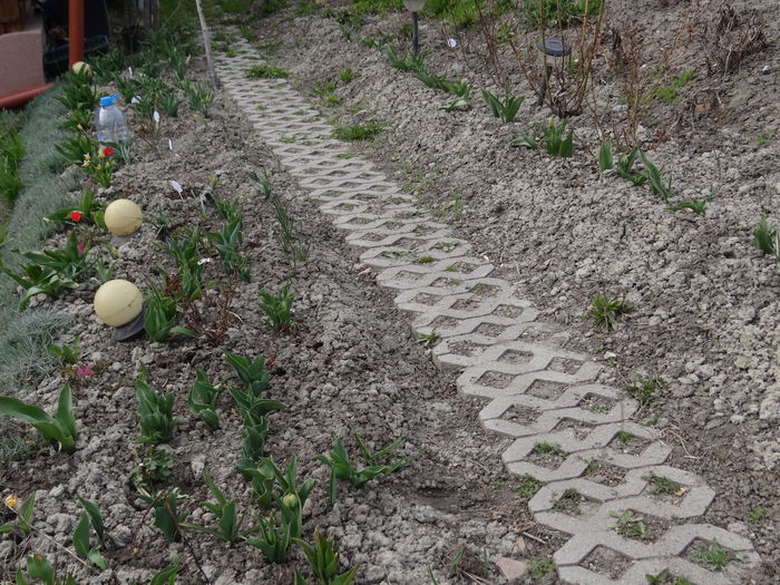 12 aprilie - inca mici si modeste - A venit Primavara