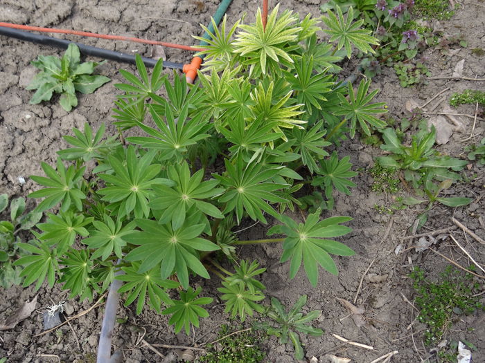lupinus... - A venit Primavara