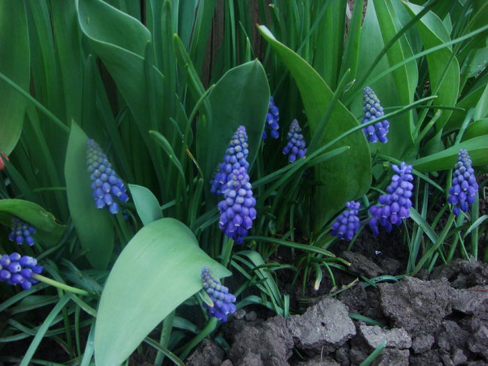 muscari 2015-04-13 (9) - Primavara a venit