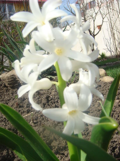 zambile 2015-04-13 (5)