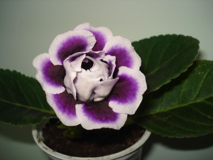 DSC00214 - GLOXINIA 2015