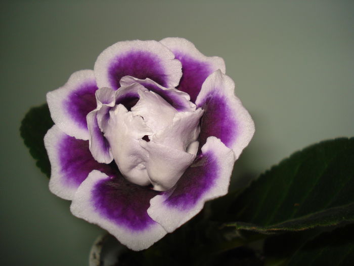 DSC00216 - GLOXINIA 2015