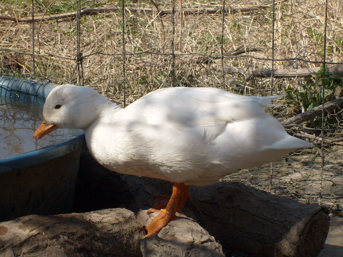 rata pitica - C3 - Rate pitice - Call duck - Zwergenten