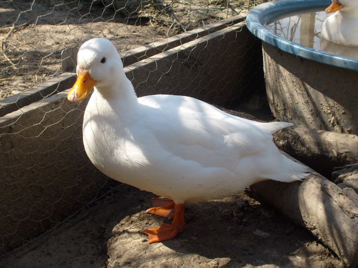 mama excelenta - C3 - Rate pitice - Call duck - Zwergenten