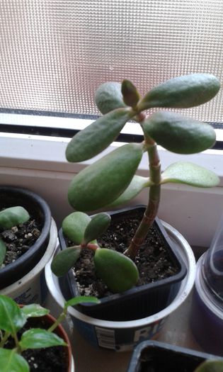 pui crassula ovata