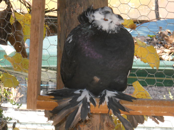 DSCN1443 - porumbei de ornament