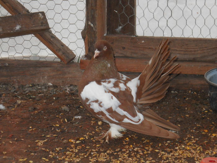 DSCN1564 - porumbei de ornament