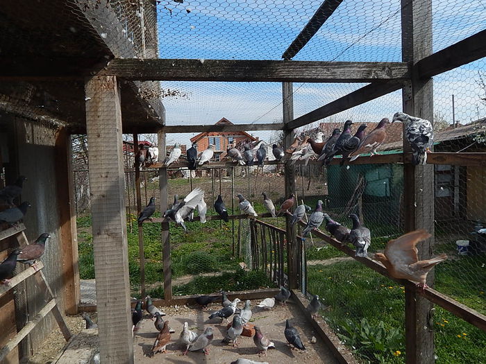 DSCN9808 - Ramon Iovanovici